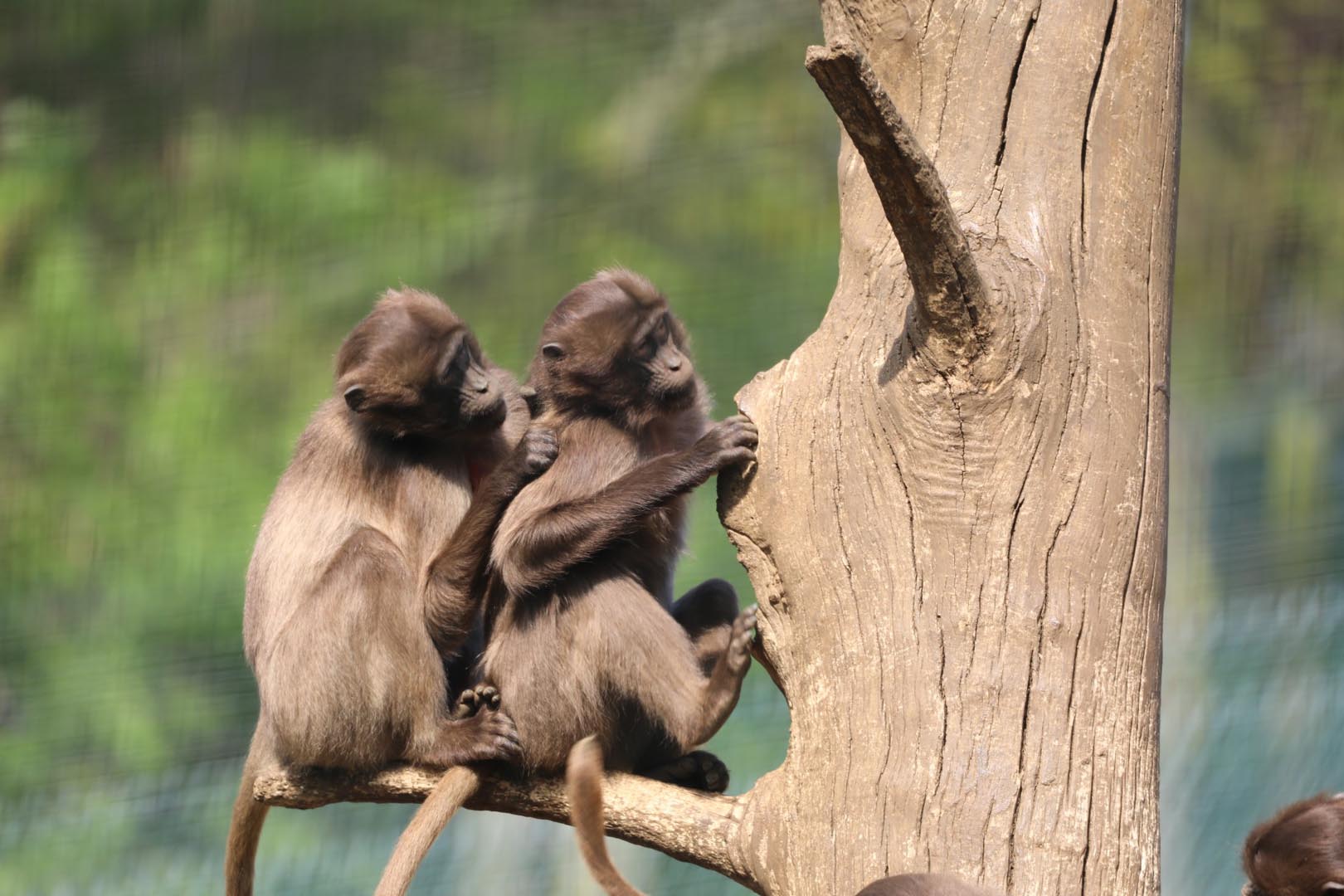 Gelada baboons sitting in a tree Image: Allie McGregor 2023